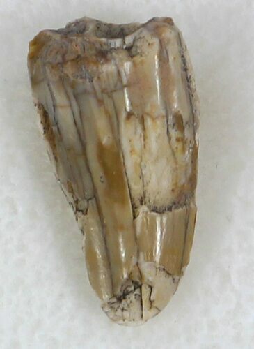 Dimetrodon Tooth - Texas #33599